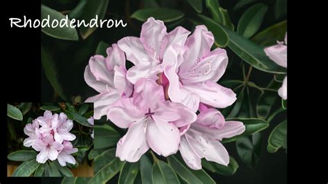 Pink Rhododendron Procreate Painting Time Lapse Procreate