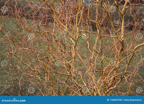 Pussy Willow Background Poster Showing White Willow Buds In Springtime Stock Photo
