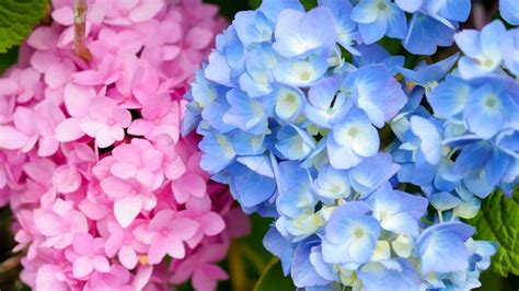 Гортензия Би Хэппи Фото — Фото Картинки