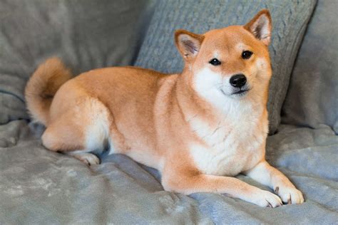 Understanding The Meaning Behind Shiba Inu Radio Okapi