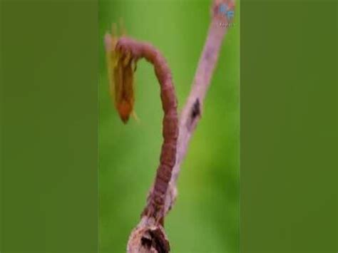 Плотоядная гусеница пожирает своих жертв - YouTube