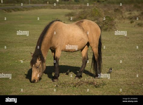 New Forest Ponies Pony Stock Photo Alamy