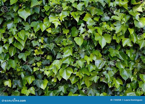 Climbing Ivy Royalty Free Stock Photos Image 735058