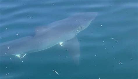 Local fishing guides spot great white shark feeding on whale carcass