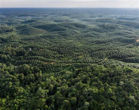 Beiersdorf przedłuża współpracę z WWF i Evonik na rzecz zrównoważonej