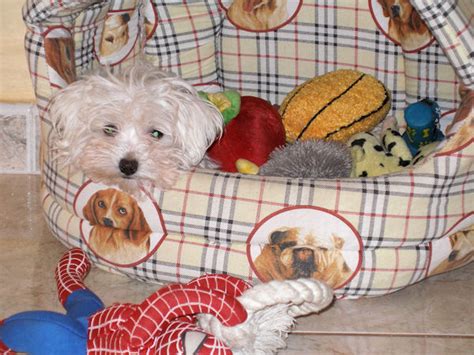 Bichons Maltais La Page D Ermine Des Poupons Fris S Avec Ses Copines