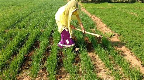 Indian Village Woman Manual Weeding In Wheat Removing