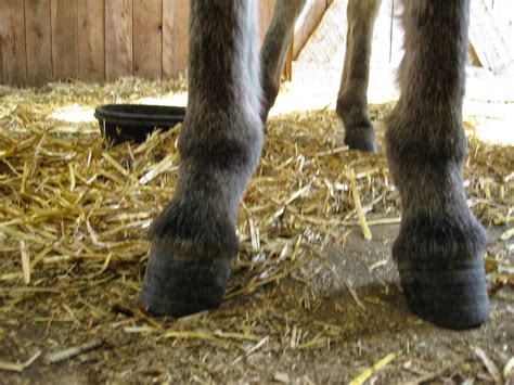 The Dancing Donkey Donkey Feet Emma