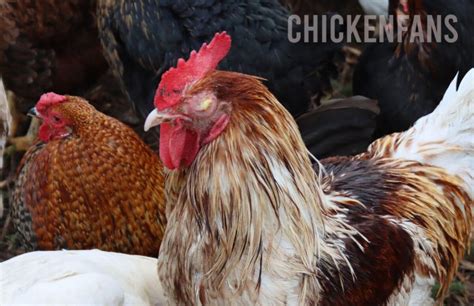 Eye Infections In Chickens 12 Causes And Treatments Chicken Fans
