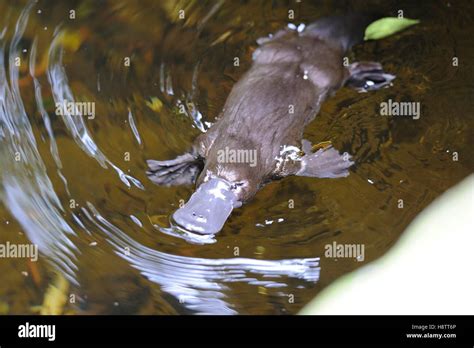 Platypus Ornithorhynchus Anatinus In Water Tasmania Australia Stock