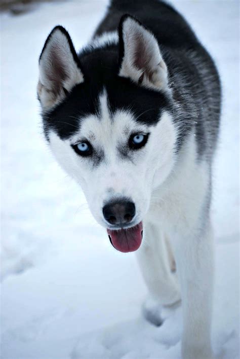 Meet Keanu: An Adorable Siberian Husky Looking for a Forever Home