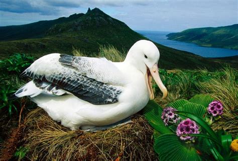 Альбатрос: описание, где обитают, чем питаются, сколько живут