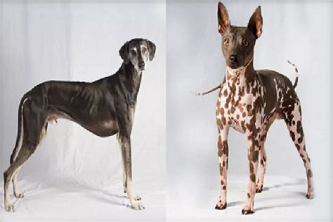 2 New Dog Breeds Join American Kennel Club’s Roster