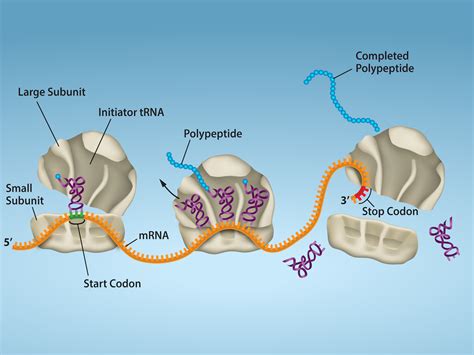 156 Ribosomes And Protein Synthesis Biology Libretexts