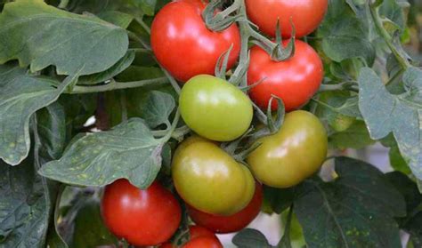 Varieties Of Tomatoes Resistant To Late Blight Healthy Food Near Me