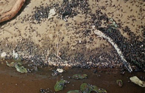 The Naked Jungle Toronto Film Society