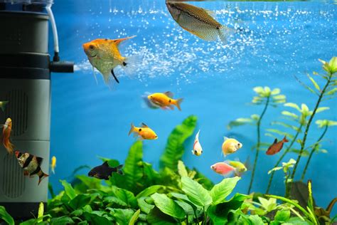 Aquarium Water Circulation And Aeration Essentials Aquadecor