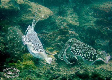 Reef Cuttlefish Mating Behaviour Chaloklum Diving Koh Phangan