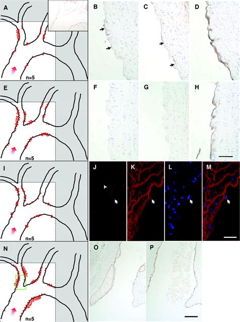 Cyclic Stretch Controls The Expression Of Cd In Endothelial Cells By