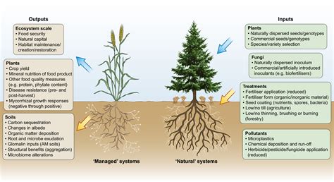 Mycorrhizas for a sustainable world - Pickles - 2020 - New Phytologist ...