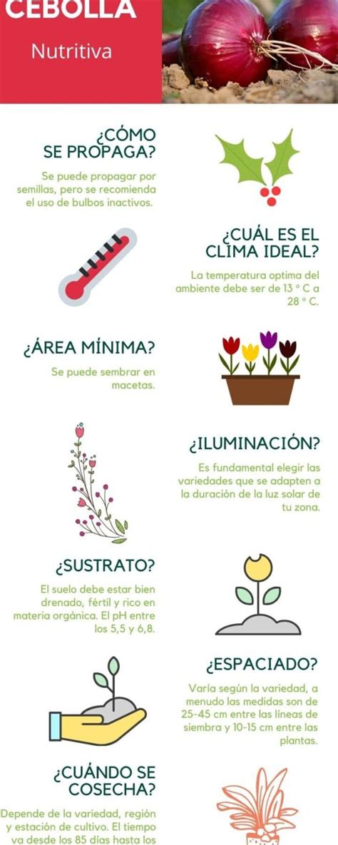 Cuándo y cómo plantar cebollas consejos esenciales para un cultivo