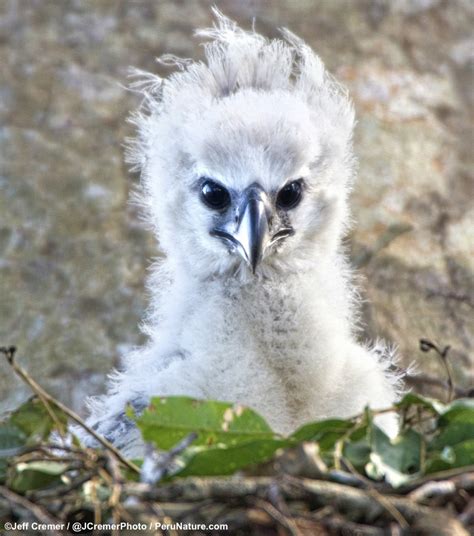 baby harpy eagle flying