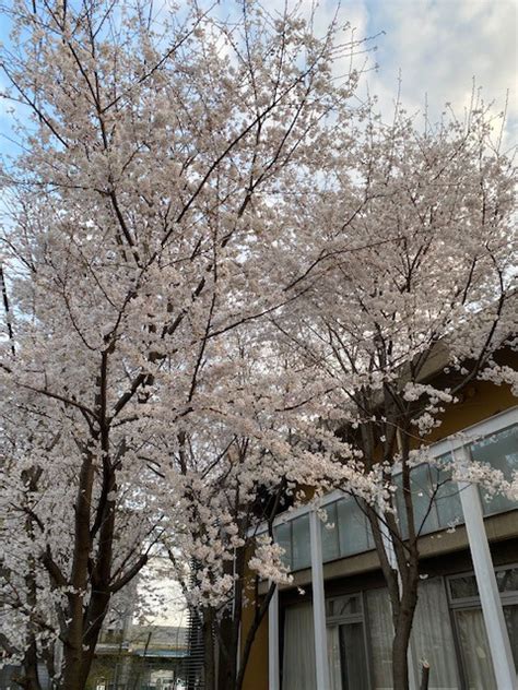 【さくらコート青葉町】桜満開、春爛漫 社会福祉法人三篠会 こども園サイト