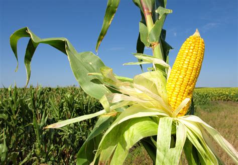 Anticipan Importante Incremento Para El área De Cultivo De Maíz Mundo Agro Cba