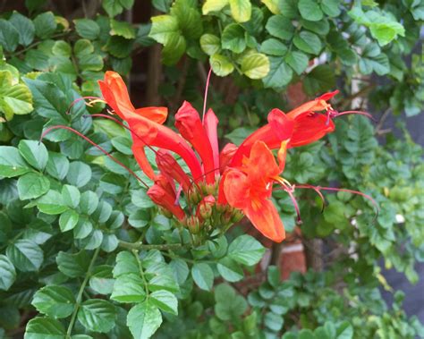 tecomaria capensis gardensonline