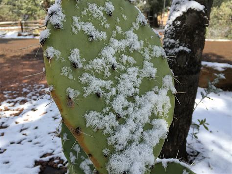 Free Images Tree Nature Branch Snow Winter Cactus Leaf Flower