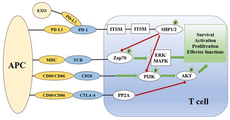 Frontiers Role Of Regulation Of Pd And Pd L Expression In Sepsis