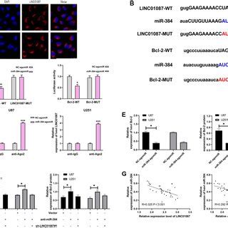 Knocking Down LINC01087 Can Inhibit Tumor Growth In Nude Mice A