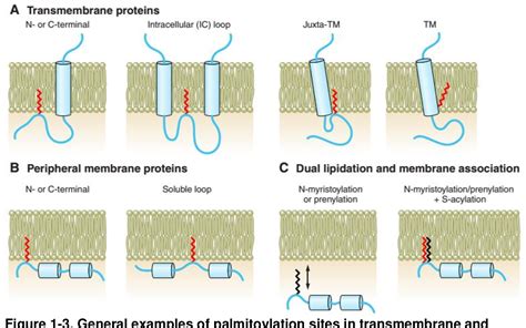 Figure 1 3 From The Role Of Reversible Palmitoylation In Regulating