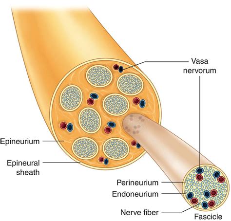 The Peripheral Nerve And Local Anesthesia Pocket Dentistry