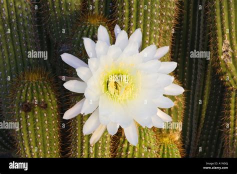 Night Blooming Cactus This Cactus Blooms At Night And The Flower Stock