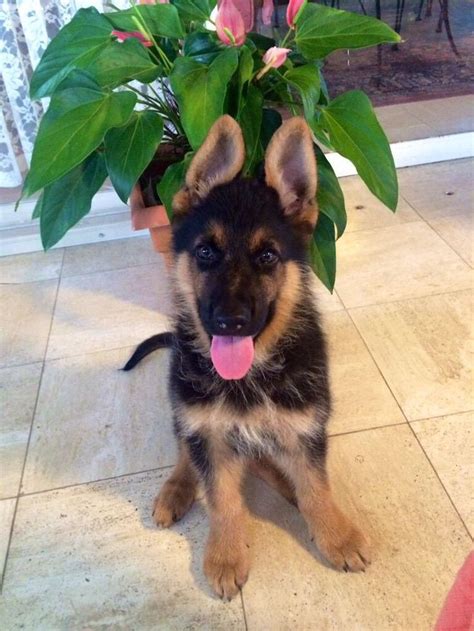 German Shepherd Puppy Rescue Ohio