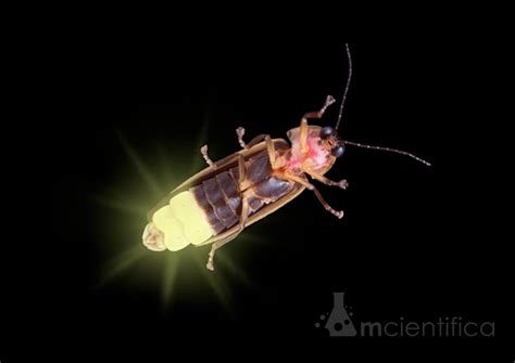 Vagalume Inseto É Venenoso - Vagalume ou Lampyris noctiluca