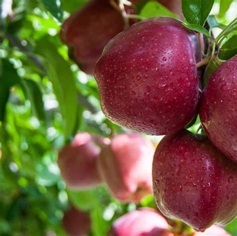 Купить саженцы Яблоня «Малиновый Делишес» в питомнике. Описание сорта ...