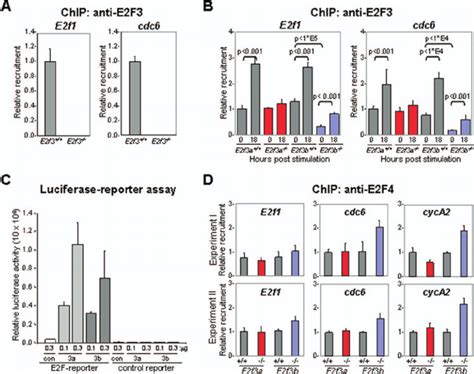 E2F3a and E2F3b proteins can bind and activate E2F-responsive ...