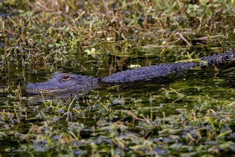 Gator On The Prowell This Gator Was Moving Ever So Slowly Flickr