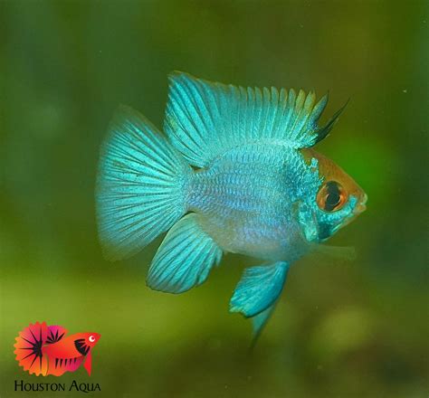 Green Ram Cichlid