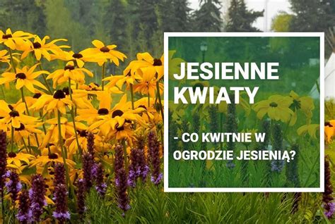 Jesienne Kwiaty Co Kwitnie W Ogrodzie Jesienią Ogrodolandia