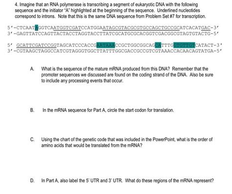 Solved Magine That An Rna Polymerase Is Transcribing A Chegg