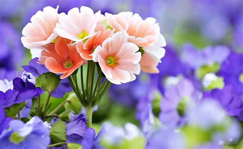 Gambar Wallpaper Paling Cantik Nehru Memorial