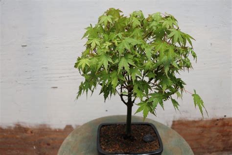 Green Japanese Maple Bonsai Tree (Small) - Walmart.com