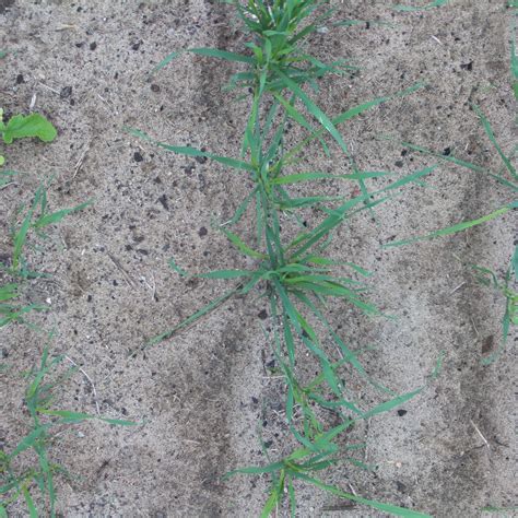 weed_detect Object Detection Model by Mattia Bradley