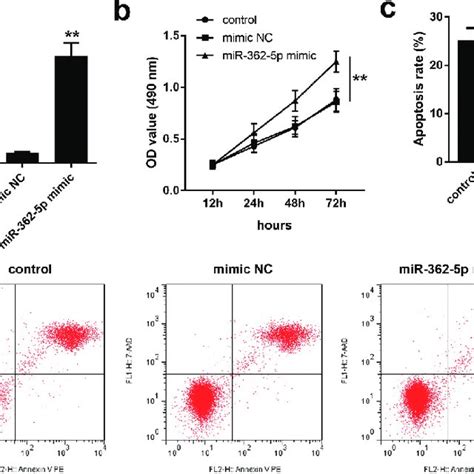 Mir P Overexpression Enhanced The Proliferation And Inhibited