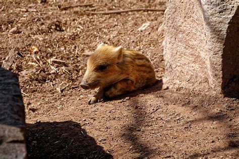 Wildschwein Ferkel Tiere Kostenloses Foto Auf Pixabay