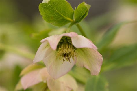 Garten Navi Orientalische Nieswurz Helleborus Orientalis