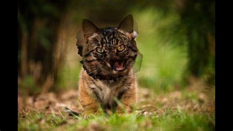 Half cub half cat : r/photoshopbattles